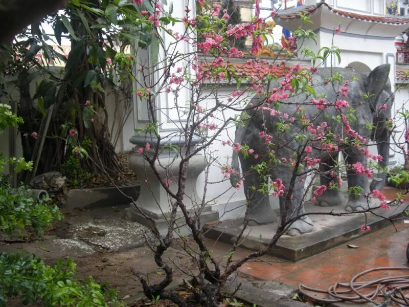 DinhTuongMai800x600.jpg