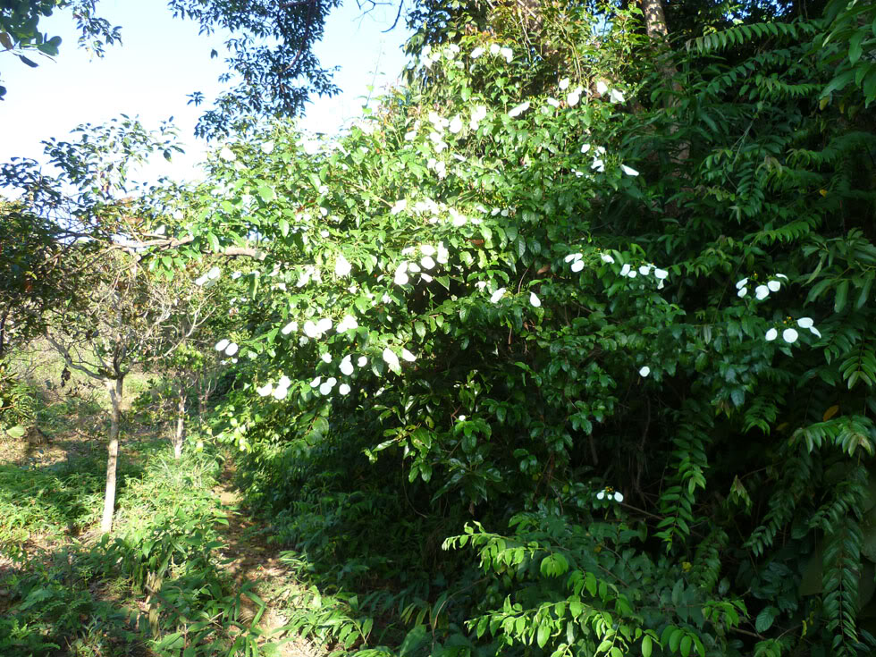 P1050820.jpg