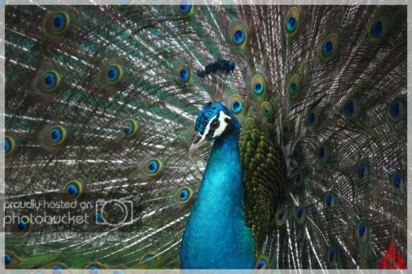 birdpark13.jpg