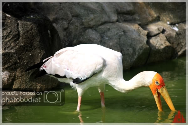 birdpark5.jpg