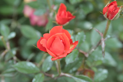 IMG_3935.JPG