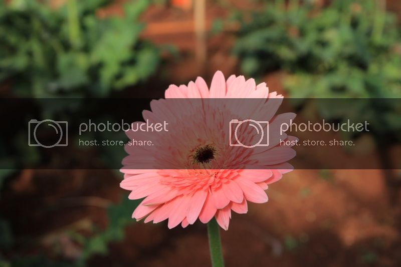 IMG_3009_zps2de24bb3.jpg