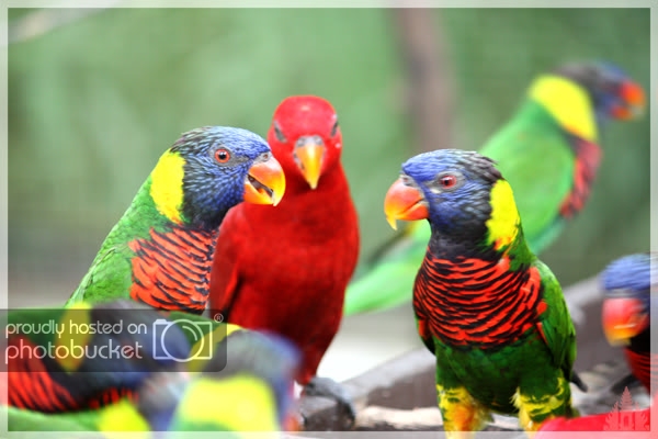 birdpark46.jpg