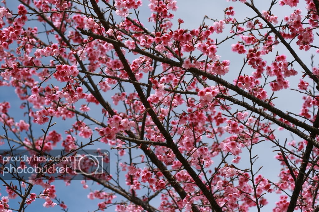 Pix038.jpg