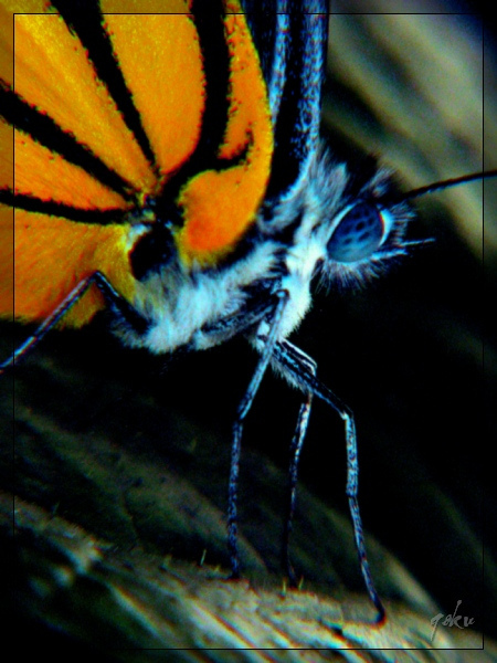 5579287097_c22a27bf86_z.jpg