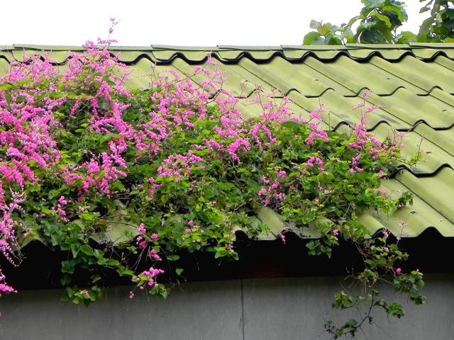 DSCN1203.jpg