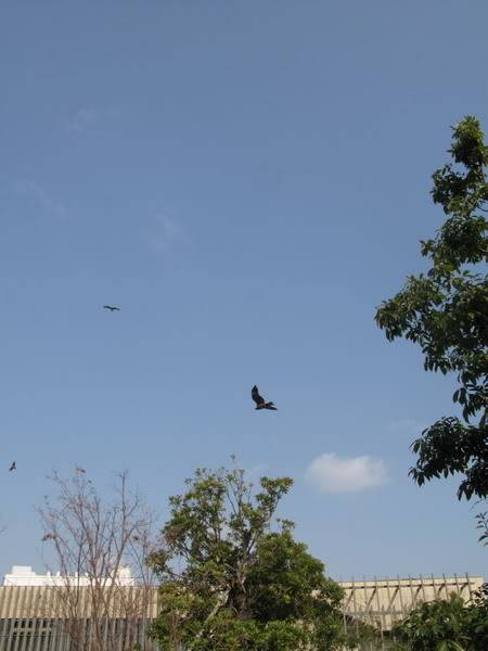 IMG_0964_resize.jpg