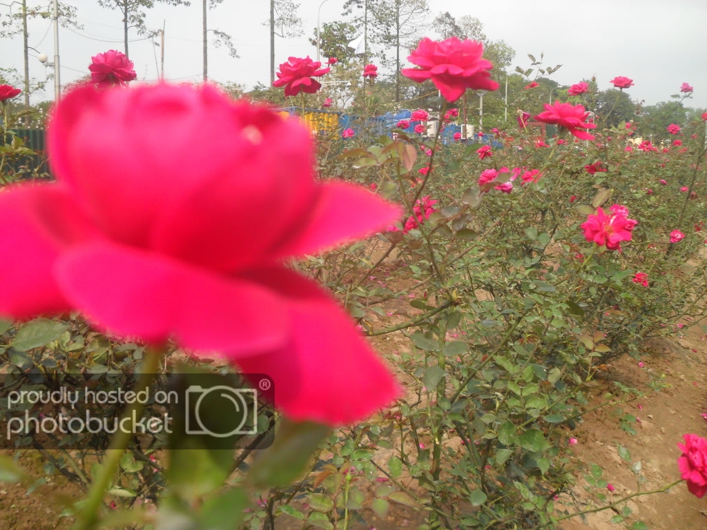 SDC13518.jpg