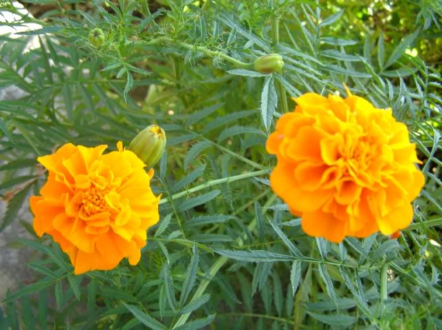 PB060897.jpg