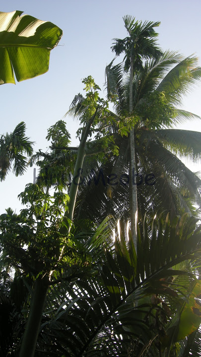 DSCN2766a.jpg