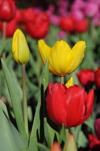 DSC_0293_resize.jpg