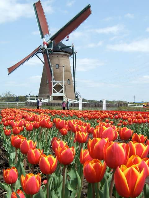 Dutch_windmill.jpg