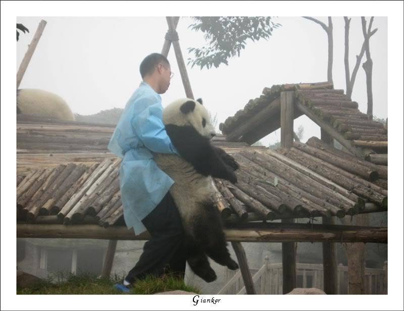 R-panda4.jpg
