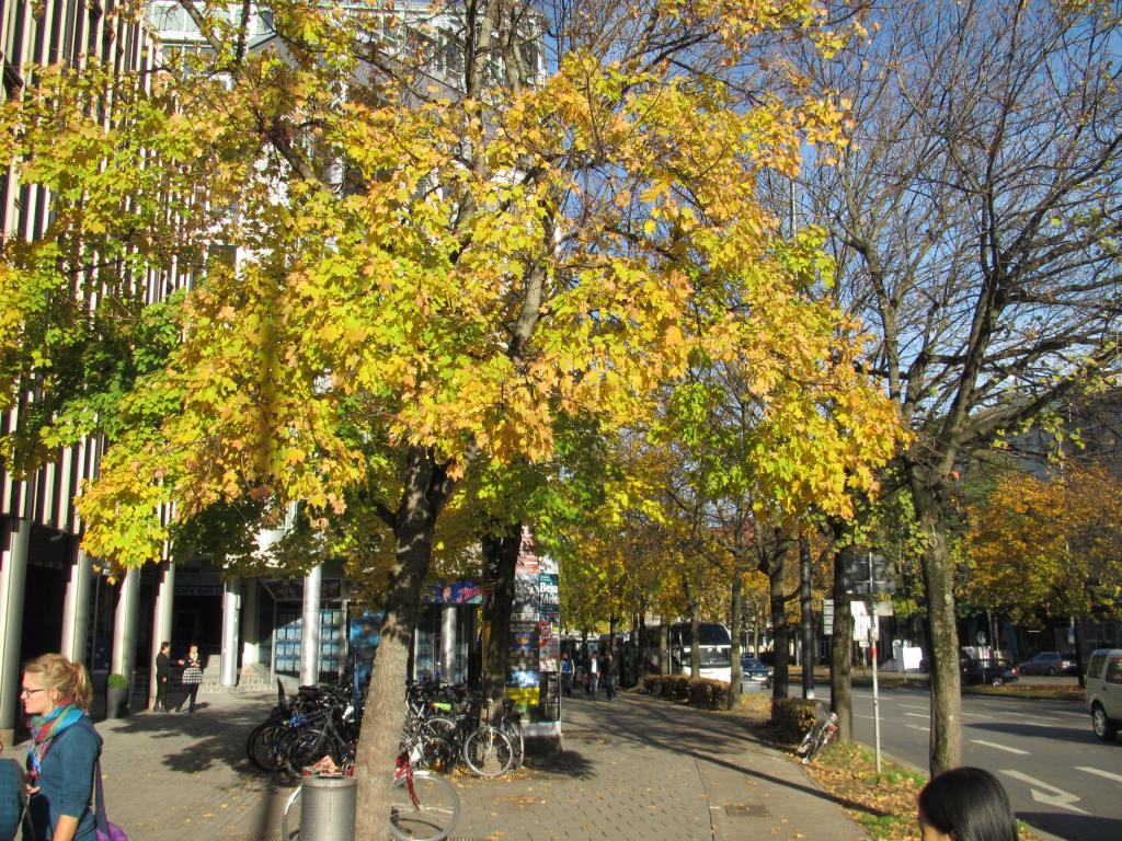 IMG_9057_zps51c07664.jpg