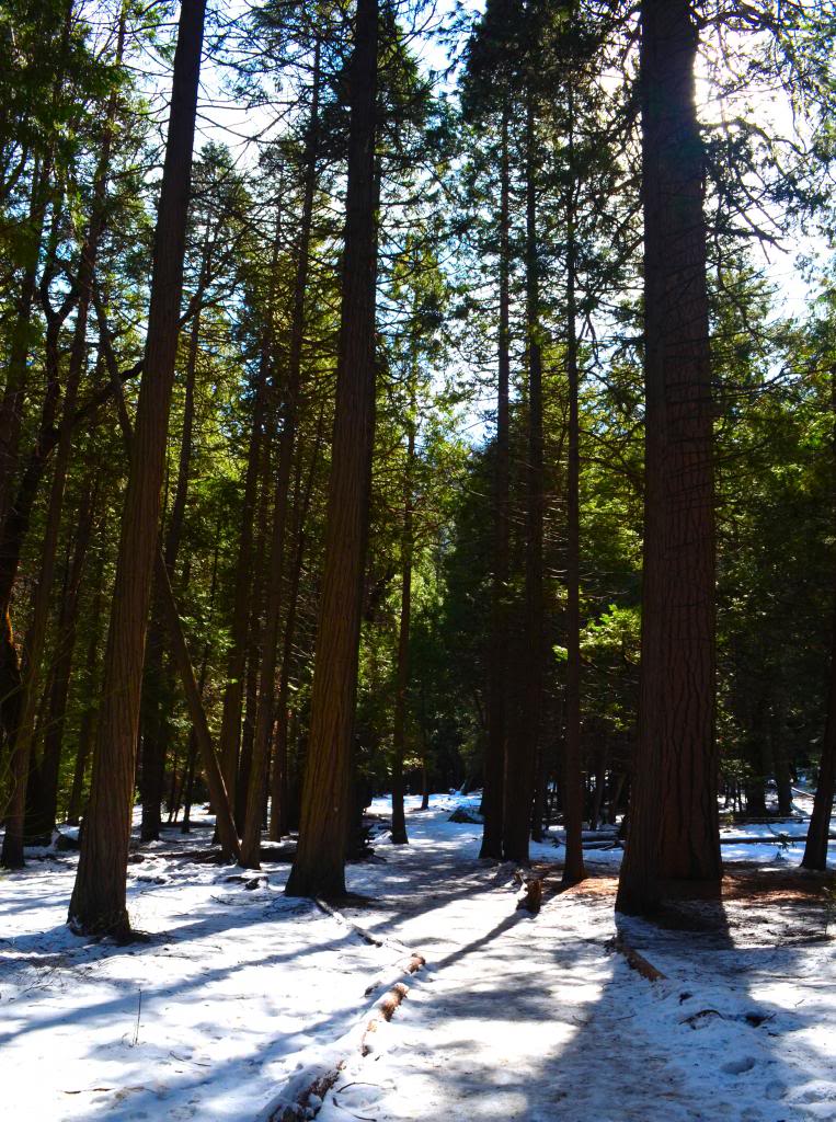snowytrail.jpg