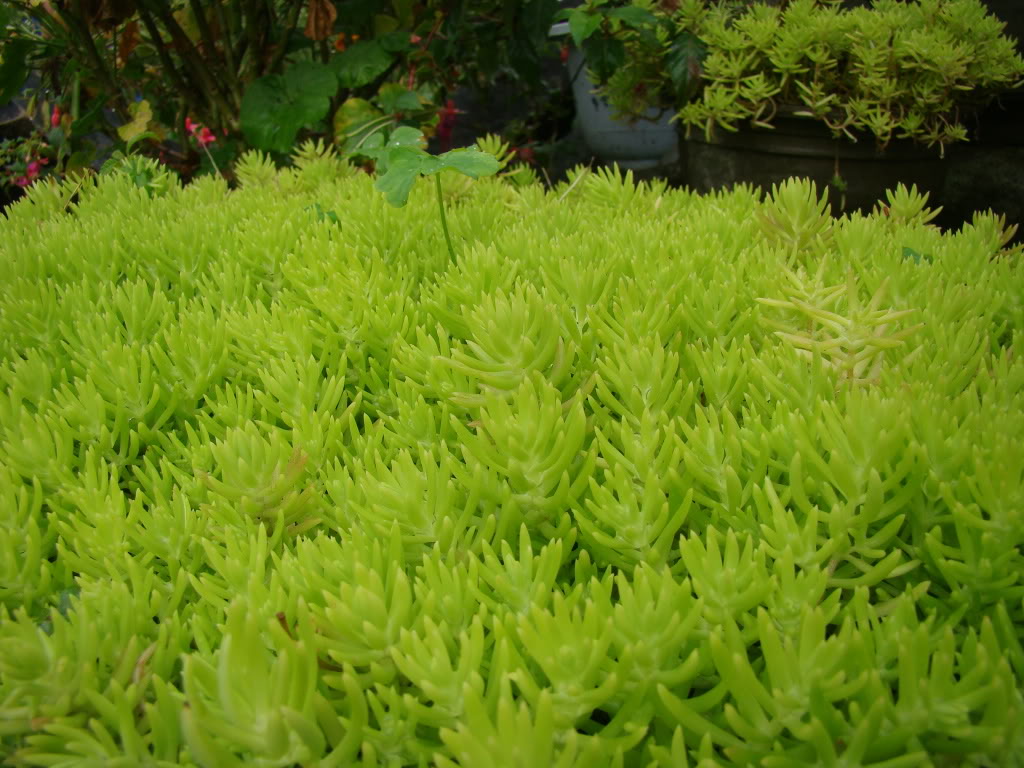 DSC09525.jpg