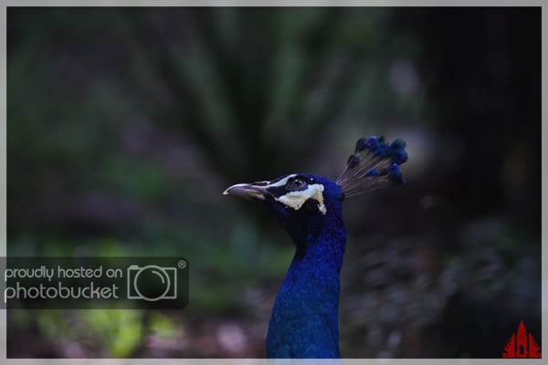 birdpark12.jpg