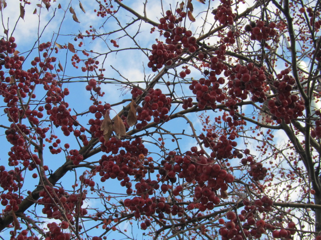 IMG_6686_zps2af4451b.jpg