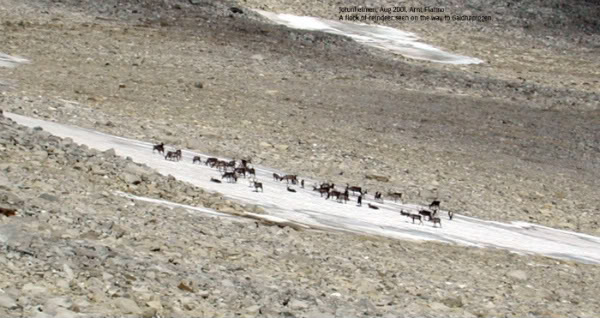 galdho_reindeer.jpg