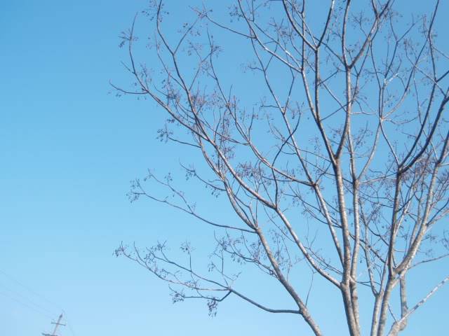 P1020451.jpg