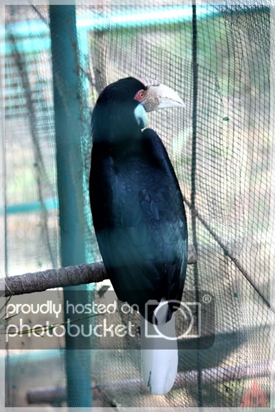 birdpark36.jpg