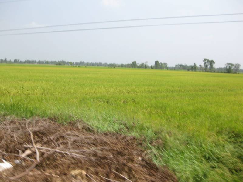 DongThapTET2011371.jpg