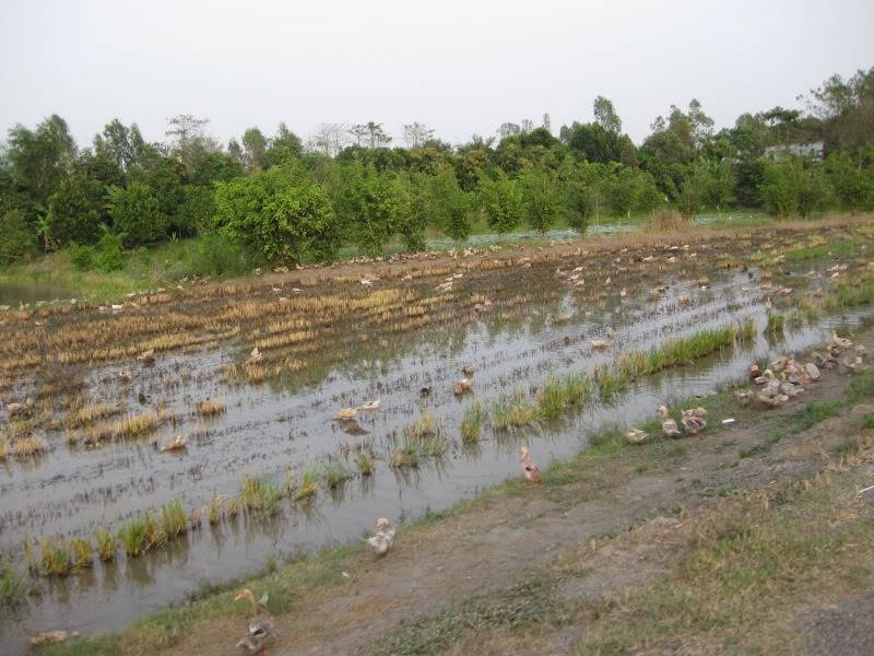 DongThapTET2011504.jpg