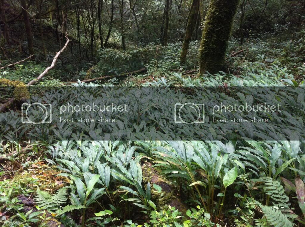 IMG_1312_zps8986e6fa.jpg