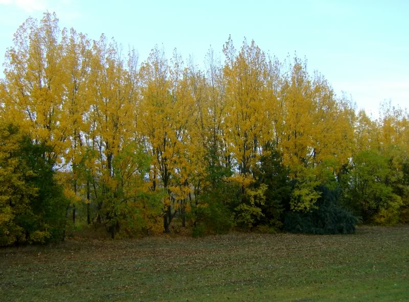 DSC06621.jpg