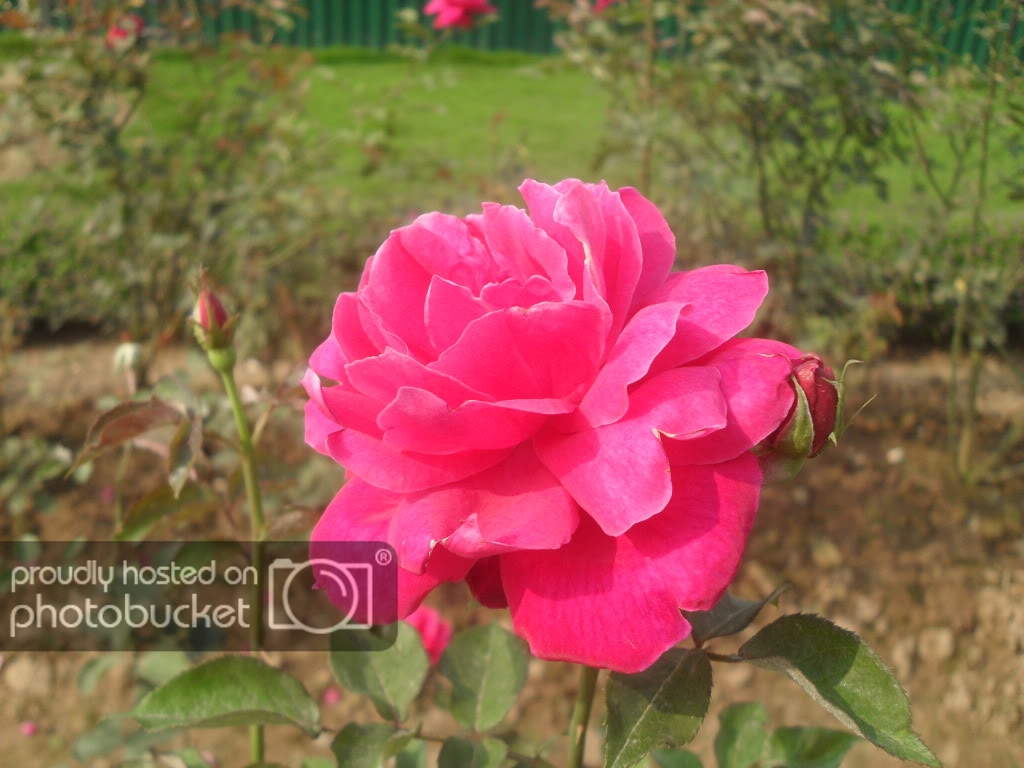 SDC13537.jpg