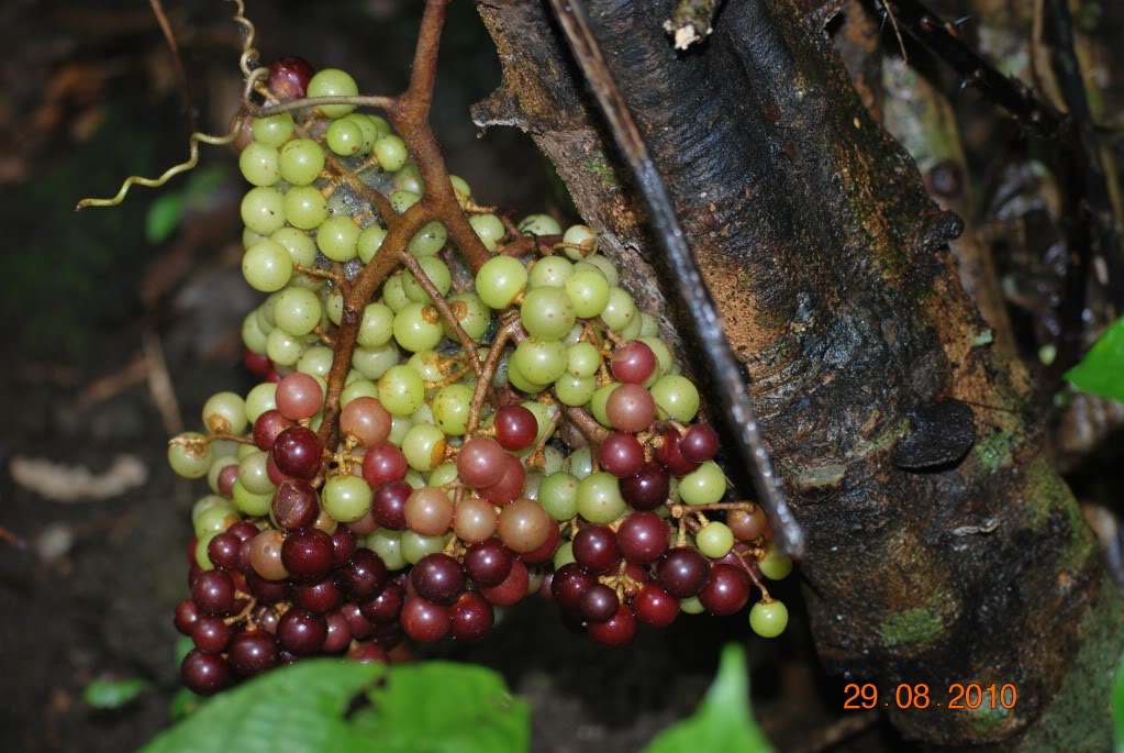 DSC_1518.jpg