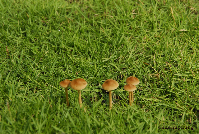 13143213135_431c9a4f23_z.jpg