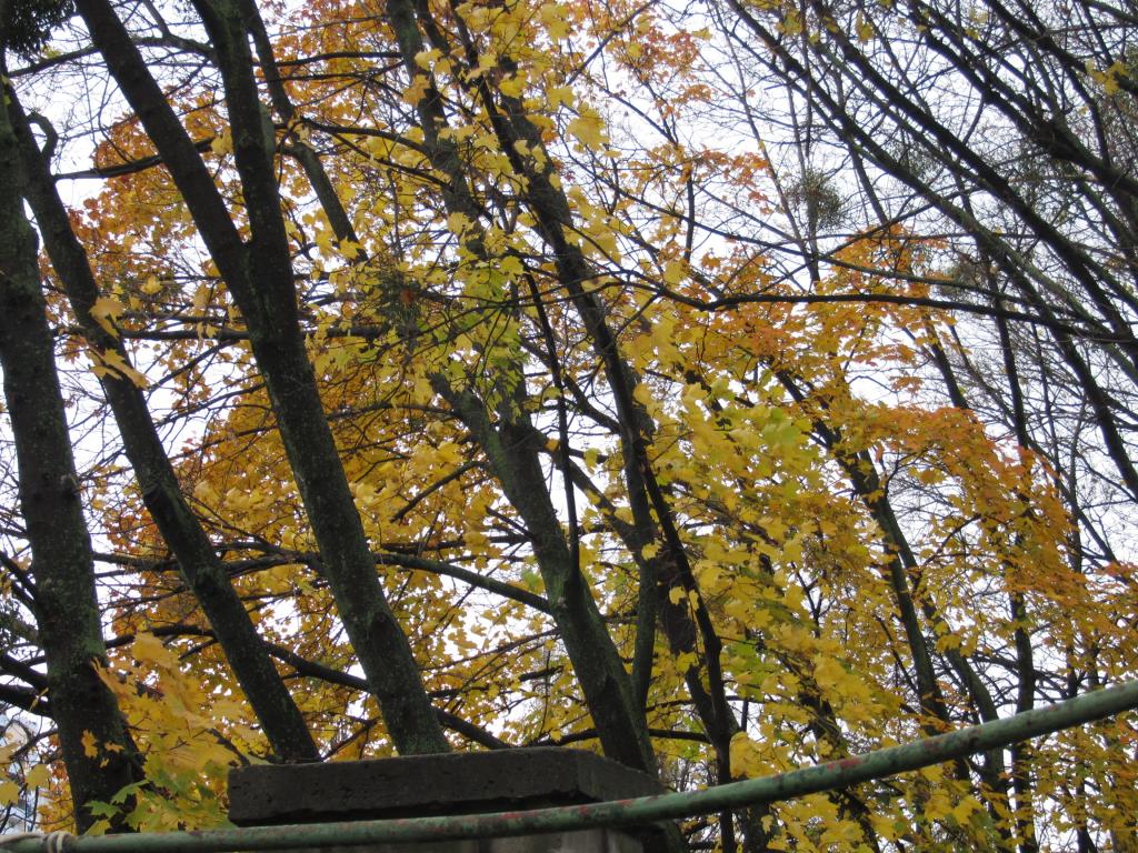 IMG_7861_zps3a8da9ac.jpg