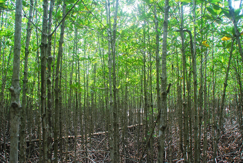 DSC_8779.JPG
