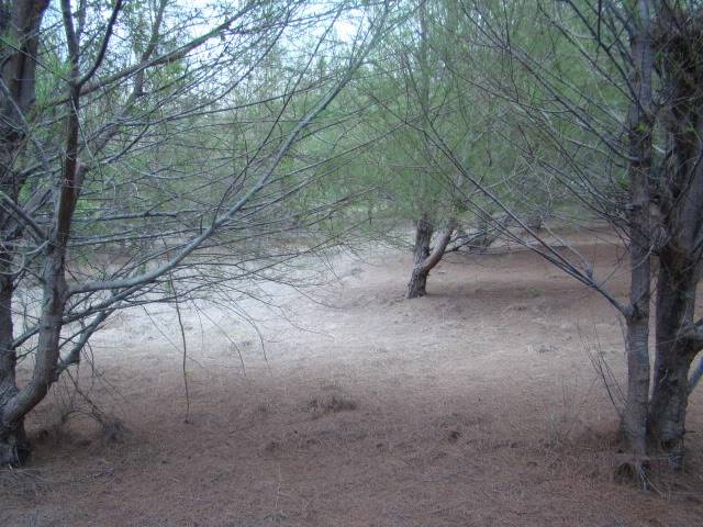 DSC02437.jpg