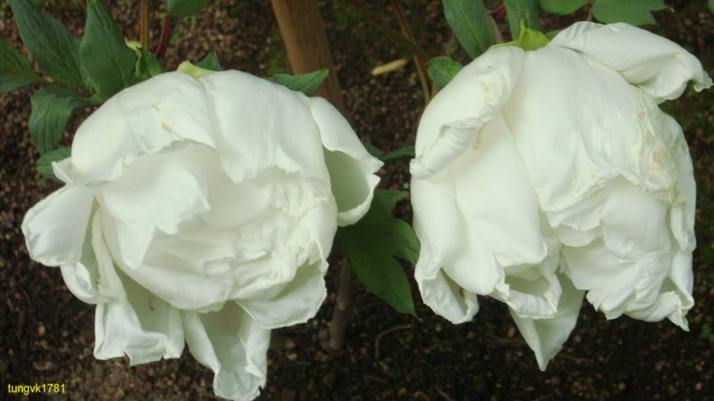 DSC01775.jpg