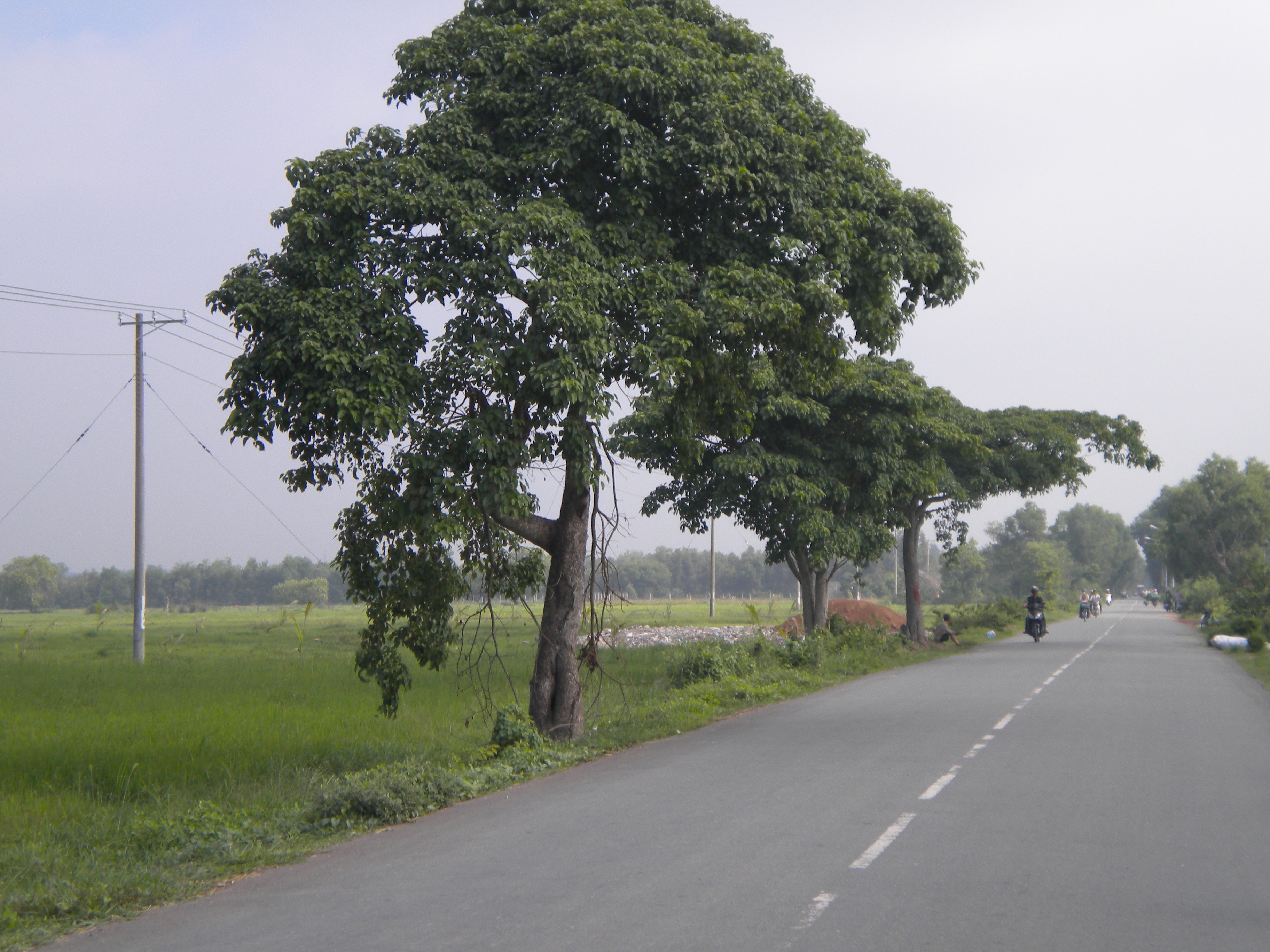 duong-1.jpg