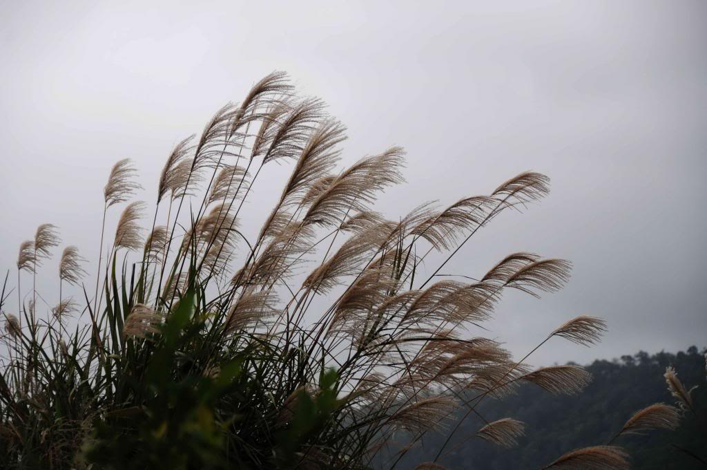 DSC_0174_zps923165a9.jpg
