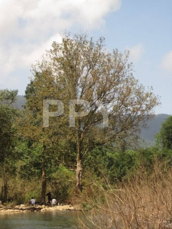 IMG_0391Copy.jpg