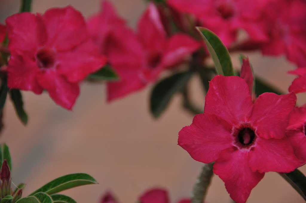 D3S_3924.jpg