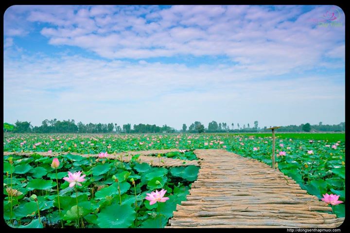 5947375dong_sen.jpg