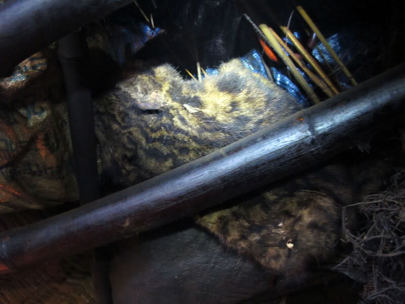 HongNgai2011529.jpg