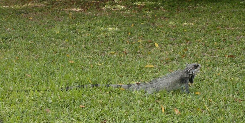 iguana.jpg