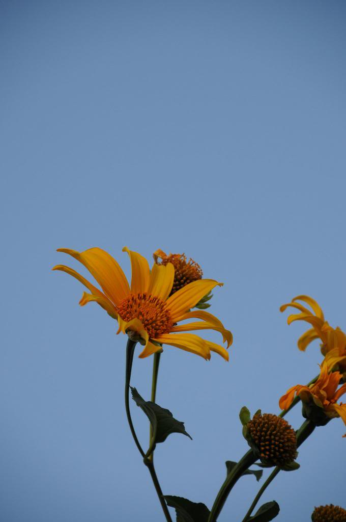 DSC_1740_zpsc231cea6.jpg