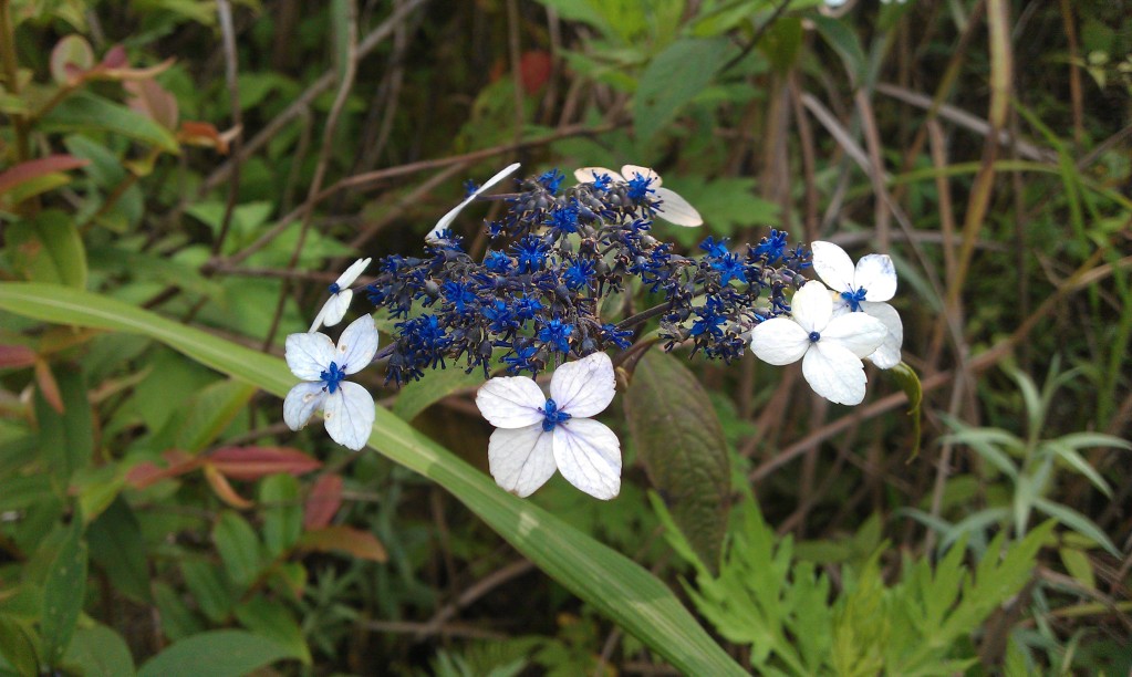 IMAG0187.jpg