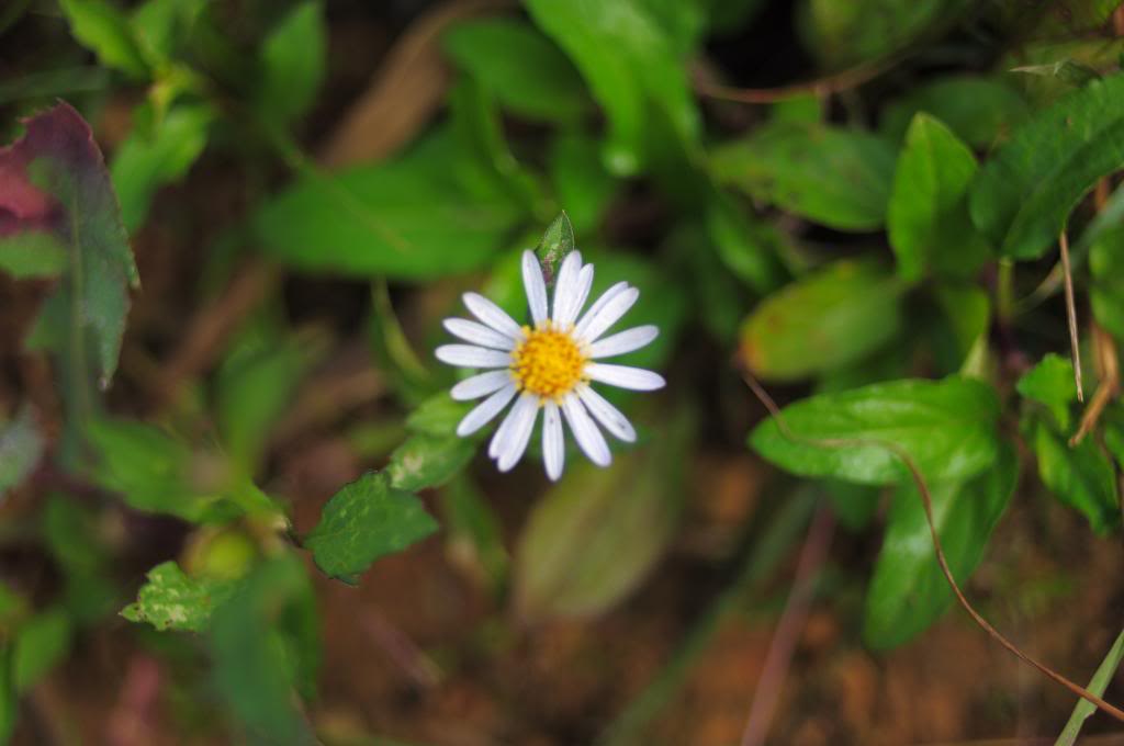 DSC_0277.jpg
