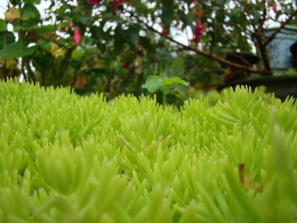 DSC09528.jpg
