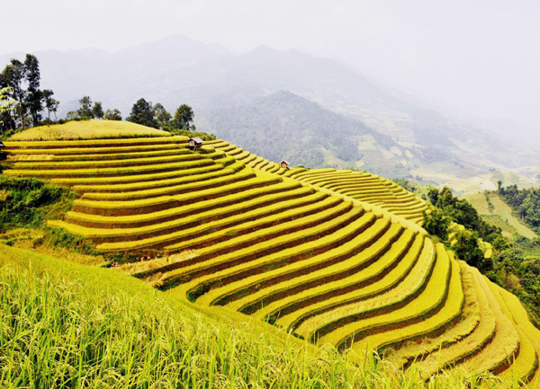 Ruong-bac-thang.jpg