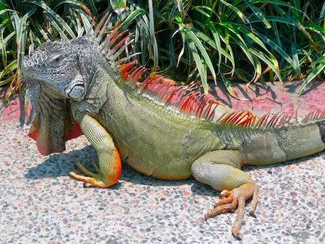 green_iguana_wallpaper-204838.jpg