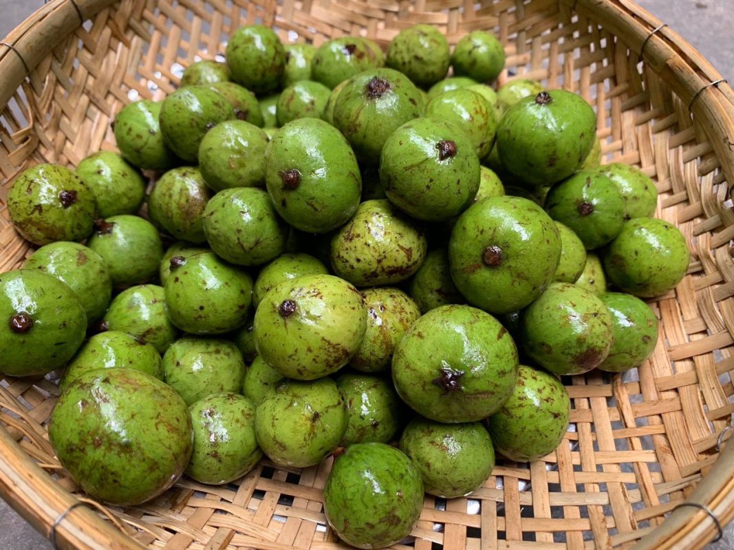 Sấu Hà Nội